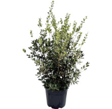 Stechpalme im Topf für den Garten
