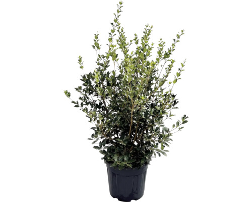 Stechpalme im Topf für den Garten