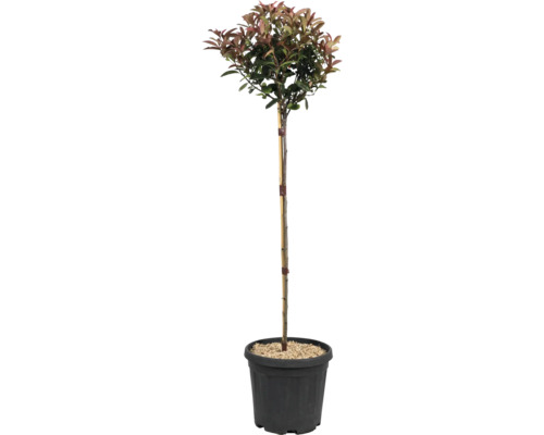 Photinia auf Stamm im Topf