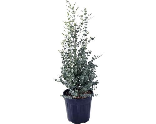 Eukalyptuspflanze in einem Topf