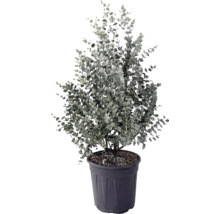 Eukalyptusbaum im Topf