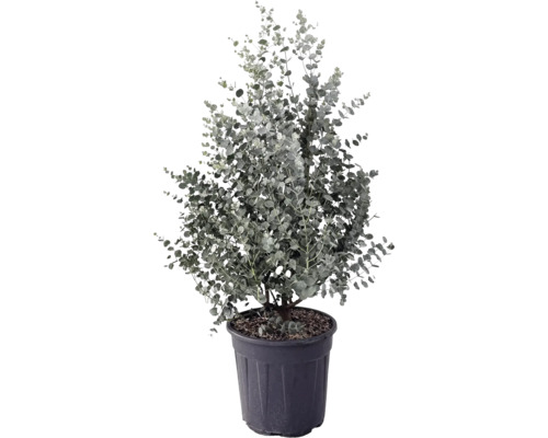 Eukalyptusbaum im Topf