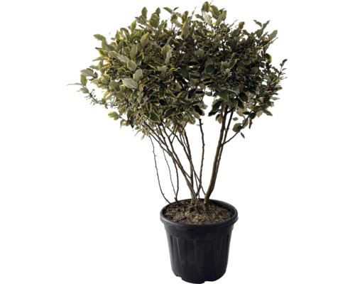 Buntlaubige Ölweide Multistamm, Mehrstämmig FloraSelf Elaeagnus pungens 'Vivileg' H 100-120 cm Co 35 L