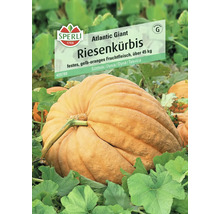 Kürbis 'Gran Gigante' Sperli Gemüsesamen