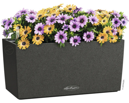 Rechteckiger Pflanzkasten mit gelben und violetten Gänseblümchen