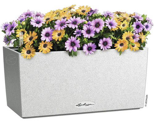 Blumenkasten mit lila und gelben Gänseblümchen