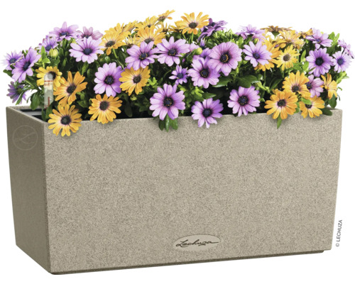 Blumenkasten mit gelben und lila Gänseblümchen