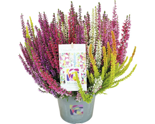 Knospenheide FloraSelf Calluna vulgaris Beauty Ladies Mosaica Ø 14 cm Topf versch. Farben