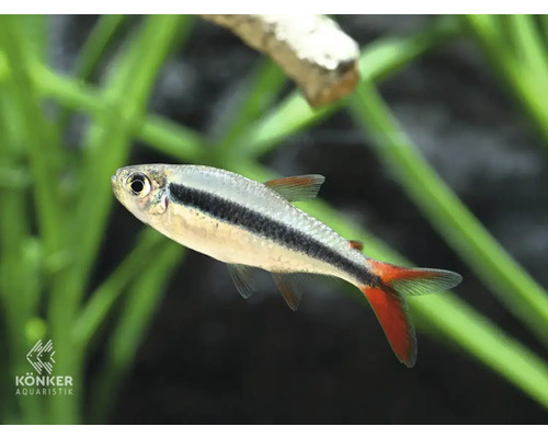 Fisch Rotflossen Schrägschwimmer Thayeria sp. 'Rio Teles Pires' 'Red fin'