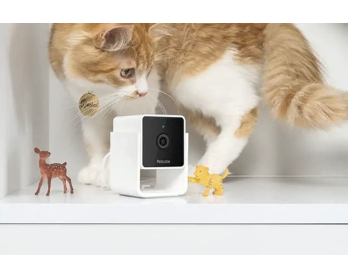 Katze untersucht eine Petcube Überwachungskamera in einem Regal.