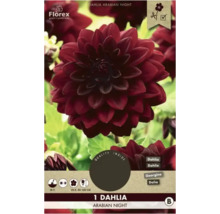 Florex Dahlie Arabian Night Produktverpackung