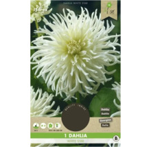 Verpackung einer weißen ''White Star'' Dahlie