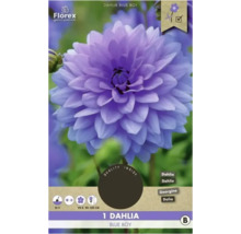 Dahlie Blue Boy Pflanzenzwiebel