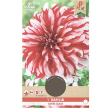 Dahlie Santa Claus Blumenzwiebel Packung