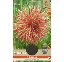 Dahlie Rejmans Firecracker