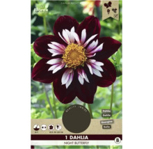 Nachtfalter Dahlie