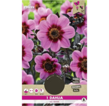 Dahlie HS Wink Pflanzenpaket