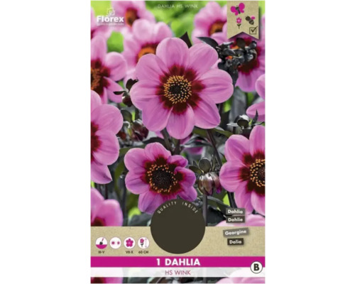 Blumenzwiebel Dahlie Florex 'Happy Single Wink' 1 Stück