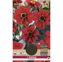 Verpackung einer einzelnen niedrigen Dahlie HS Romeo, Blütezeit von Juli bis Oktober, Wuchshöhe 50 bis 60 Zentimeter, bienenfreundlich