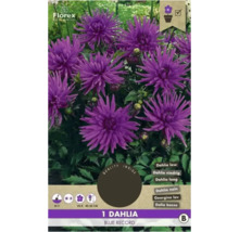 Verpackung einer niedrigen, blauen ''Blue Record'' Dahlie