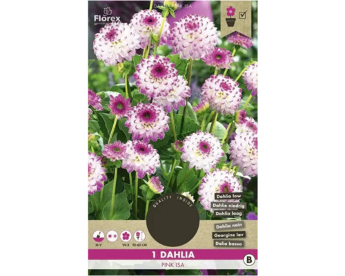 Blumenzwiebel Dahlie Florex 'Pink Isa' 1 Stück