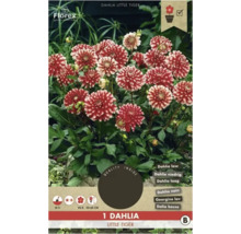 Dahlie Little Tiger Pflanze