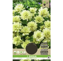 Dahlie Berliner Lemon, eine Zierpflanze für den Garten