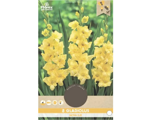 Blumenzwiebel Gladiole Florex 'Nova Lux' 8 Stück