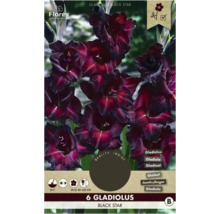 Packung mit 6 Gladiole Black Star Blumenzwiebeln