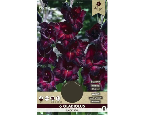 Blumenzwiebel Gladiole Florex 'Black Star' 6 Stück