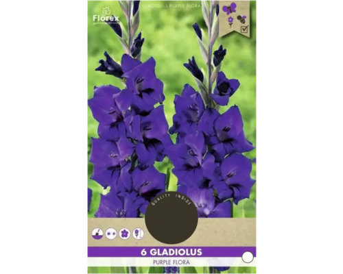 Blumenzwiebel Gladiole Florex 'Purple Flora' 6 Stück