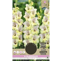 Verpackung mit sechs Gladiole Mon Amour Blumenzwiebeln