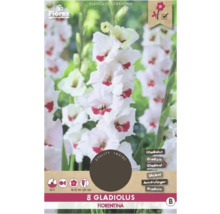 Verpackung mit acht Gladiole Fiorentina Blumenzwiebeln