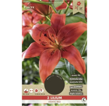 Asiatische Lilie ''Asiatic Red'', geeignet zum Schnitt
