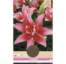 Lilienblumenzwiebel ''Double Lady'' für den Garten