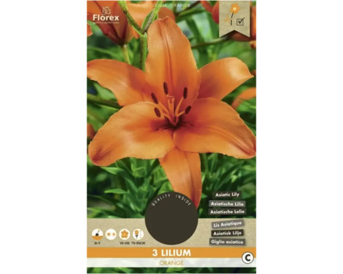 Blumenzwiebel Lilie Florex 'Asiatic Orange' 3 Stück