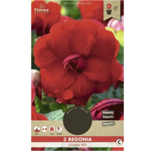 Florex Begonie Double Red, Dreierpackung