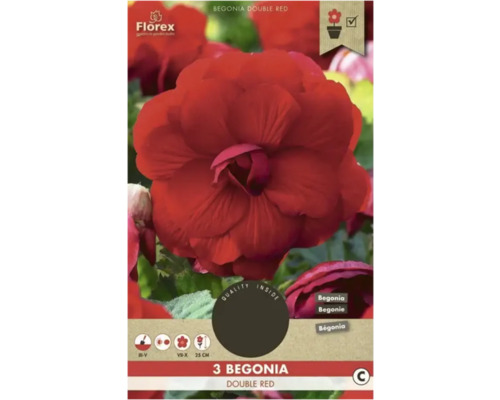 Blumenzwiebel Begonie Florex 'Double Red' 3 Stück