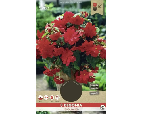 Hänge-Begonie Florex 'Pendula Rot' 3 Stück