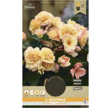 Knollen-Begonie Florex 'Pendula Champagne' 3 Stück