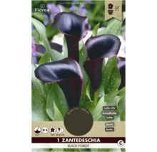 Zantedeschia Black Forest, auch bekannt als Calla oder Kalla