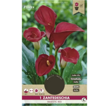 Zantedeschia Majestic Red Calla-Lilien-Packung