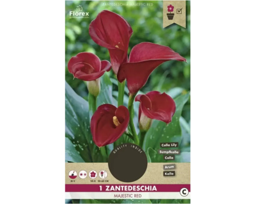 Blumenzwiebel Calla Florex 'Majestic Red' 1 Stück