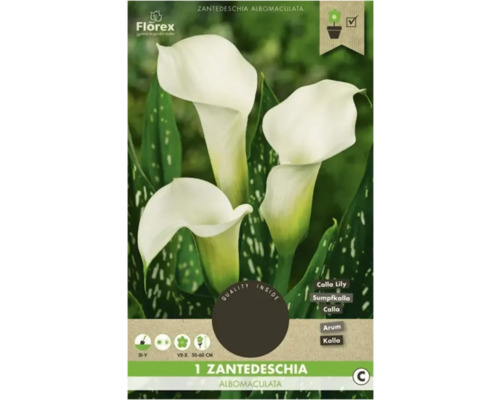 Blumenzwiebel Calla Florex 'Albomaculata' 1 Stück