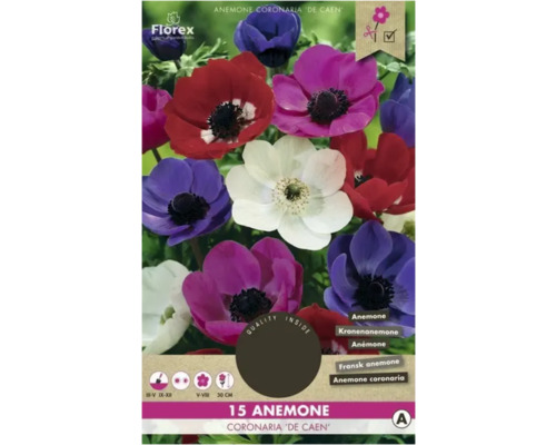 Blumenzwiebel Anemone Florex 'De Caen' 15 Stück