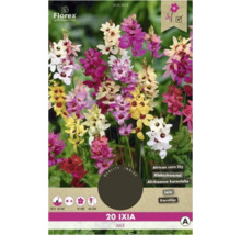 Florex Ixia Mix Blumenzwiebeln, Packung mit 20 Stück