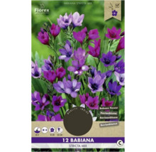 Verpackung mit Babiana Stricta Mix Blumenzwiebeln