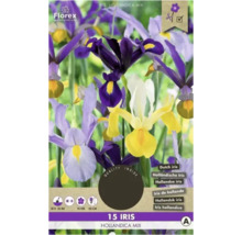 Florex Iris Hollandica Mix Packung mit 15 Stück