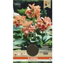 Verpackung mit zwei Canna Salmon Pink Pflanzen
