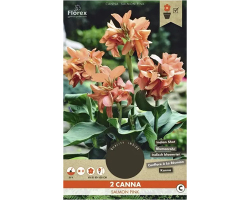 Blumenzwiebel Canna, Blumenrohr Florex 'Salmon Pink' 2 Stück